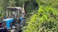 Çətənə yetişdirmək üçün Kürün sahilində tunel hazırladılar – VİDEO