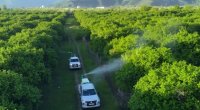 Bölgələrdə qəhvəyi mərmər bağacığının yayılmasına qarşı mübarizə tədbirləri davam etdirilir - FOTO