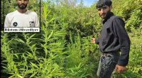 Saatlıda çətənə yetişdirilməsi üçün yaradılan tunel aşkarlandı – VİDEO