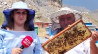 Min bir dərdin DƏRMANI – Kəlbəcər balını digərlərindən necə ayırd etmək OLAR? – VİDEOREPORTAJ
