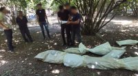 Qəbələdə fındıq bağında çətənə yetişdirən şəxs belə saxlanıldı – ANBAAN VİDEO