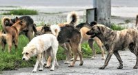 Şagirdlərin kabusu geri QAYIDIR - Məktəb ərazilərində təhlükənin qarşısı alınacaqmı?