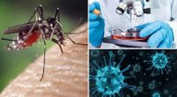 Ağcaqanadla gələn ÖLÜM – Təhlükəli virus Biləsuvara ÇATDI