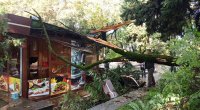 İsmayıllıda ağac kafenin üzərinə aşdı - FOTO