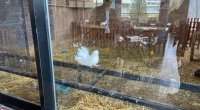 Bu heyvanların nümayiş etdirilməsi qanunla qadağandır! – FOTO