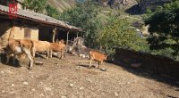 Heyvanlar arasında dabaq TƏŞVİŞİ – Rəsmilərdən ZİDDİYYƏTLİ AÇIQLAMA -VİDEO