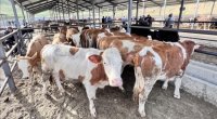 Aldığınız ətin rənginə, qoxusuna fikir verin – Dabaq xəstəliyi TƏHLÜKƏSİ