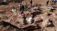 Argentinada ən qədim dinozavrlardan birinin qalıqları TAPILDI