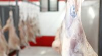 AQTA: Ətin bişirilmə temperaturu virus və bakteriyaların məhv olmasını təmin edir - FOTO