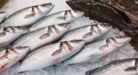Balığa TƏLƏBAT artdı – Bazarda qiymətlər əl “yandırır”