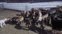 Göygöldə fermadan 62 qoyun oğurlandı- FOTO