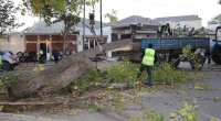 Gəncədə güclü külək irigövdəli ağacları AŞIRDI - FOTO