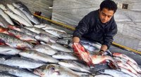 Balıq bazarında canlanma yaranıb, qiymətlər artıb - VİDEO