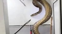 Malayziyada bir evə 60 kiloqramlıq piton girdi: 15 yaşlı qız… – VİDEO