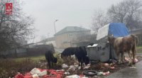 Bu qəsəbədə məişət tullantıları günlərdir daşınmır &ndash; FOTO