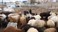 Salyan və Göygöldə heyvan bazarları fəaliyyətə başladı- FOTO