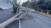 Güclü külək Bakıda 9 ağacı sındırdı