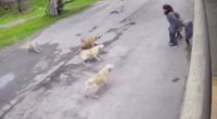 Bakıxanovda küçə itləri ana və uşaqlarına hücum etdi &ndash; VİDEO