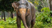 Tailandda fil turisti öldürdü - VİDEO