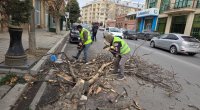 Gəncədə güclü külək ağacları aşırdı &ndash; FOTO