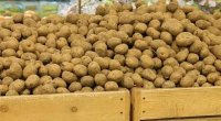 &ldquo;Gədəbəy kartofu&rdquo; adı ilə satılsa da, bu ölkələrdən gətirilir... &ndash; DETALLAR