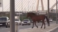 Bu da &ldquo;Koroğlu&rdquo;nun atı &ndash; VİDEO