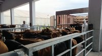Gürcüstandan Azərbaycana gətirilən heyvanlarda xəstəlik aşkarlandı &ndash; FOTO