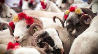Bu şəxslərin qurbanı qəbul olunmur - HARAM sayılan məqamlar