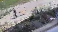 Azyaşlı sahibsiz itlərin hücumundan son anda xilas oldu &ndash; ANBAAN VİDEO