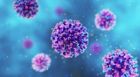 "Hantavirus"a qarşı peyvəndin olmamasının səbəbi AÇIQLANDI