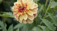 Latviyada "Bakı" adlı yeni "dahlia" sortu çiçəyi yaradıldı &ndash; FOTO