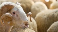 Qurban kəsərkən edilən böyük səhvlər - İllərdir yanlış bilirmişik