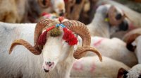 Azərbaycanda Qurban bayramı qeyd edilir