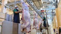 Qurban bayramı günlərində 134 ünvanda satış və kəsim xidmətləri göstərilir -AQTA