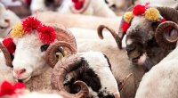 Vəfat etmiş şəxsin adına qurban kəsilə bilərmi? &ndash; AÇIQLAMA