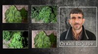 Salyanda çətənə kolları yetişdirən keçmiş məhkum saxlanıldı