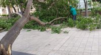 Dünəndən bəri Bakıda 41 ağac sınıb - FOTO