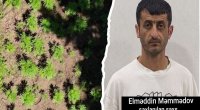 Hirkan Milli Parkında narkoplantasiya aşkarlandı - FOTO/VİDEO