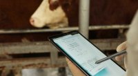 Azərbaycanda ilk dəfə heyvanların elektron izləmə sistemi yaradılacaq