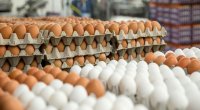 Azərbaycanda yumurtanın qiyməti 1 qəpiyə düşdü: Səbəb nədir?