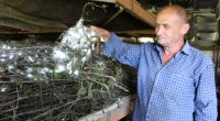 Oğuzda kənd təsərrüfatı yeni mərhələdə - FOTO/VİDEO