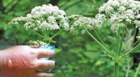 Həm dərmandır, həm də dərd: Bağ-bağatınızdakı bu bitkini yalın əllə yığmayın, TƏHLÜKƏLİDİR &ndash; FOTO