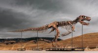 Tiranozavrın skeleti hərracda rekord qiymətə satıldı