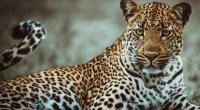 Hindistanda dəhşətli anlar: Leopard mağazaya girib 3 nəfəri yaraladı - VİDEO