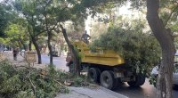 Küləkli hava ilə bağlı Bakıda aşan ağacların sayı MƏLUM OLDU - FOTO