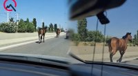 Bakıda magistralla qaçan cins atlar kimindir? - VİDEO