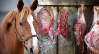 Kilosu 100 manata olan &ldquo;At əti&rdquo; &mdash; Bazara nə vaxt açıq şəkildə çıxarıla bilər?