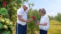 Xaçmazın fındıq bağları MƏHV olur - Fermerlər ağacları niyə kəsir? - VİDEOREPORTAJ