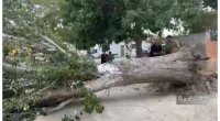 Sumqayıtda ağac peşə liseyinin üzərinə aşdı - FOTO