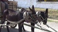 Ağdamda avtomobil eşşək arabası ilə toqquşdu - Xəsarət alanlar var